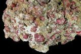 Raspberry Garnets (Rosolite) in Matrix - Mexico #168344-2